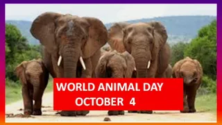 World Animal Day 2020 October 4 || Importance of Animals