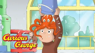 The Mysterious Octopus  🐵 Curious George 🐵 Kids Cartoon 🐵 Kids Movies
