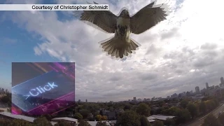 Hawk takes on a drone and other tech news - BBC Click