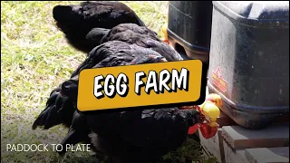 Paddock to Plate - Egg Farm