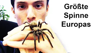 Die Größte Spinne Europas - ist sie gefährlich?