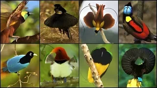 Birds-of-Paradise:courtship display (mating dance) funny - most wonderful birds species