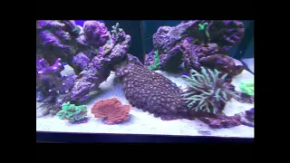 Tengeri akvárium 168 liter -  marine aquarium