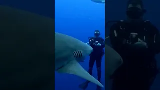 Huge Shark ⁉️ #shark #shorts