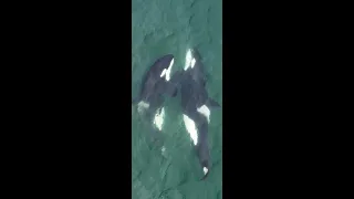 Orca Life Beyond Captivity 🐳. #FrozenPlanet2