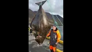 World's Biggest Halibut Ever Caught