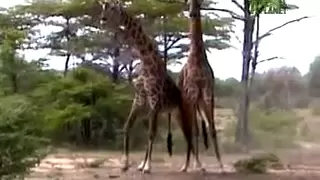 Giraffe Fight