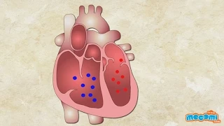 How does the Heart work? Human Body Parts - Science for Kids | Educational Videos by Mocomi