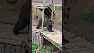 Наша бурая медведица Груша🍐 наслаждается моментом🐻❤ и желает Вам быть на позитиве!