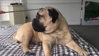 Bullmastiff kilo gets angry at daddy!