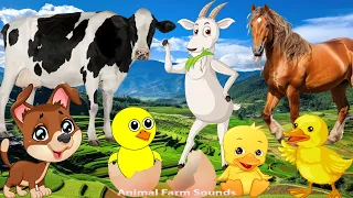 Animal Videos For Family: Dog, Cow, Duck, Goat, Sheep, Horse - Animal videos