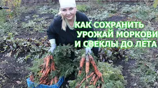 Супер способы как сохранить морковь и свеклу до следующего года. Урожай без потерь!