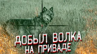 ВОЛК добыт на приваде! Попадание по ВОЛКУ в кадре! Охота на волка