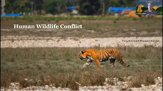 Singapore Tiger Week Day 4