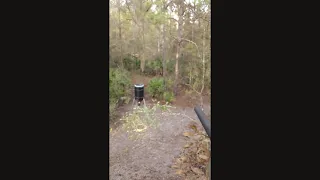 Florida Wild Hog Hunt 80 lb Sow Head Shot