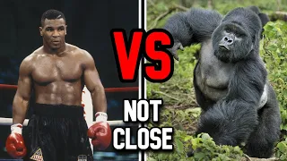 Mike Tyson vs Silverback Gorilla Isn't Close