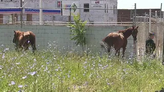 Horses on the loose in Detroit