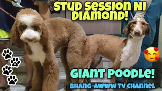 May Bisitang Chix Si Diamond┃Giant Poodle Stud Session