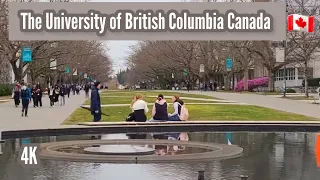 [4K]  🇨🇦 🌸  Beautiful Cherry Blossoms in The University of British Columbia (UBC) Canada, March 2024
