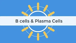 B cells & Plasma Cells Immunology Tutorial