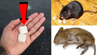 MAGIC INGREDIENT | How To Get Rid of Mouse Rats, Permanently In a Natural Way | Mr. Maker