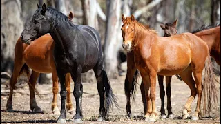 Call to cull brumbies in Kosciusko National Park is a ‘green agenda’