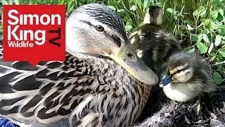 Cute Ducklings at Wild Meadows