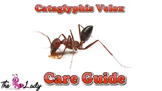 Cataglyphis Velox Care Guide | Ant Keeping For Beginners | The Ant Lady