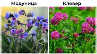 Полевые цветы России Видео Изучение Сравнение и Тест Викторина Развивающее видео Как называются