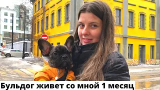 Живу с Французским Бульдогом 1 месяц/Стоит Брать или Нет?