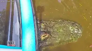 Florida Canoe Gets Stuck on Rock, Which Turns Out to Be Huge Alligator