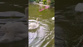 lovely swans in Tulip 🌷 Garden 's lake #nature #swans #lovebirds #youtubeshorts