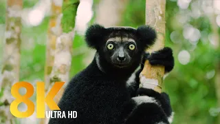 Amazing Madagascar Wildlife - 8K Documentary Film - Incredible Wild Animals