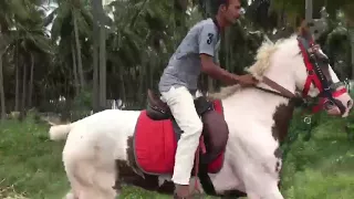 HORSE RIDING IN 50 KM SPEED IN TAMILNADU #THE GREAT RIDER & HORSE JOCKEY NAVEEN APPU# stay equestria