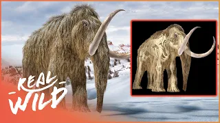 Mammoths: The Giant Titans Of The Ice Age | Real Wild