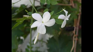 USOS MEDICINALES DEL JAZMÍN, Antidepresiva, sedante, antioxidante, aromaterapia, Jasminum officinale