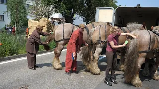 60 draft horses are harnessed for the Hanswijk procession