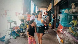 Walking the street pet shops of Magallanes St Cebu City Philippines 2023