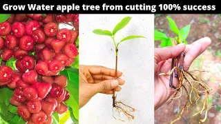 How to Grow water/Rose apple from cutting without any rooting hormone!! with results
