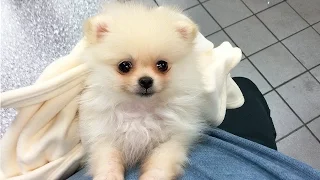 CUTEST PUPPY! | Luna The 8 Week Old Pomeranian Puppy