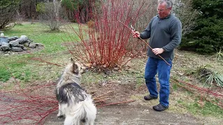 Pruning Red-Twig Dogwood to keep it red, young and vigorous.