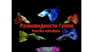 Разновидности Гуппи.Poecilia reticulata