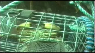 Shellfish Traps - The Inside Story (1998)