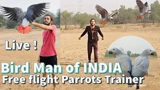 free flight parrot / bird | Best Trainer in India | Cockatiel, Sun conure, Macaw, African Grey