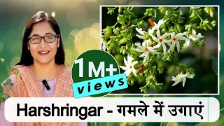 🔴HARSHRINGAR PLANT CARE / हरसिंगार, PARIJAT, NIGHT FLOWERING JASMINE IN POT/  #gardening #jasmine