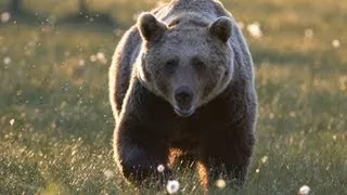 Wild Brown Bear's hides in Kuhmo Vartius