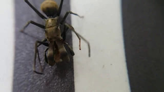 Black ant mimic jumping spider, Myrmarachne