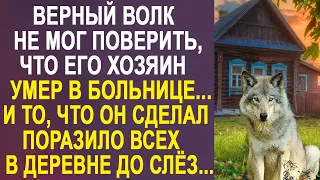 Верный волк не мог поверить, что его хозяина больше нет. И то, что он сделал, довело всех до слёз...