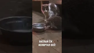 Наглый ёж 🦔 испортил всё