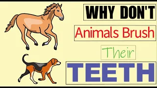 Why Animals Don't Need To Brush Their Teeth || The Info Show